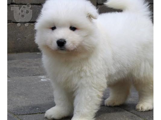 Πωλούνται κουτάβια Samoyed Nice.
